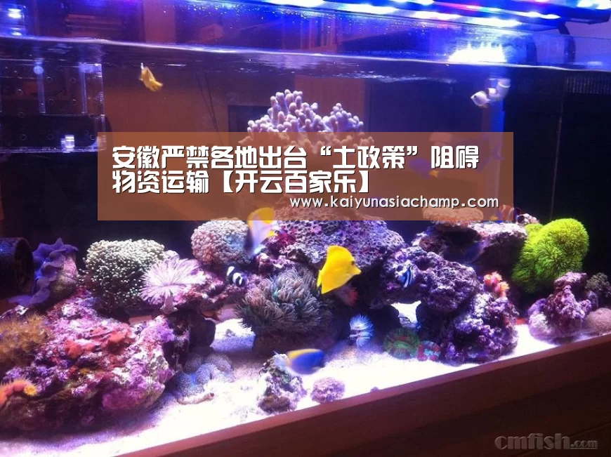 开云直播